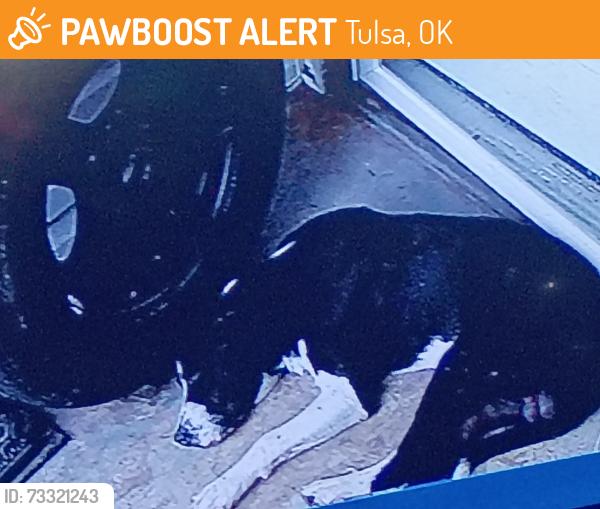 Found/Stray Male Dog last seen 116th e ave and 28th st, Tulsa, OK 74129