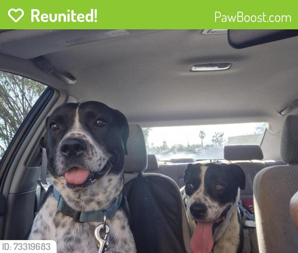 Reunited Female Dog last seen Near n Camino Seco, Tucson, AZ 85710