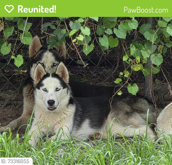 Reunited Female Dog last seen Catherine lake, Onslow County, NC 28574