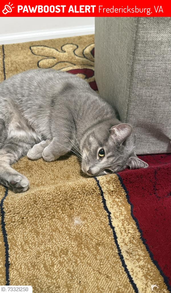 Lost Female Cat last seen Jim Morris Road, Fredericksburg, VA 22408