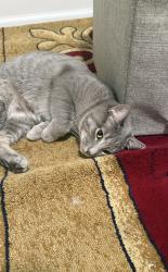 Lost Female Cat last seen Jim Morris Road, Fredericksburg, VA 22408