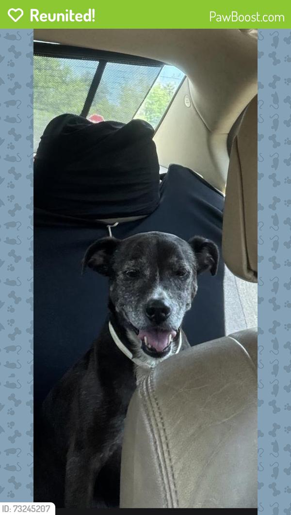 Reunited Female Dog last seen Near Freddie dr tuskeegee al close to the airport and interstate 65., Tuskegee, AL 36083