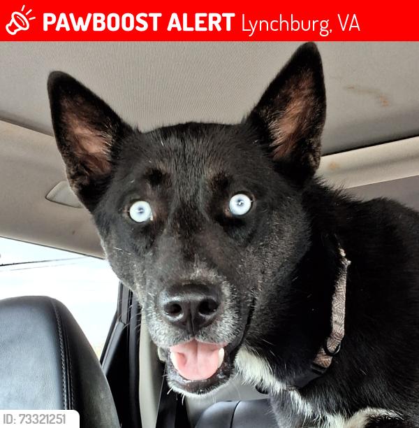 Deceased Female Dog last seen MCausland St, Lynchburg, VA 24501