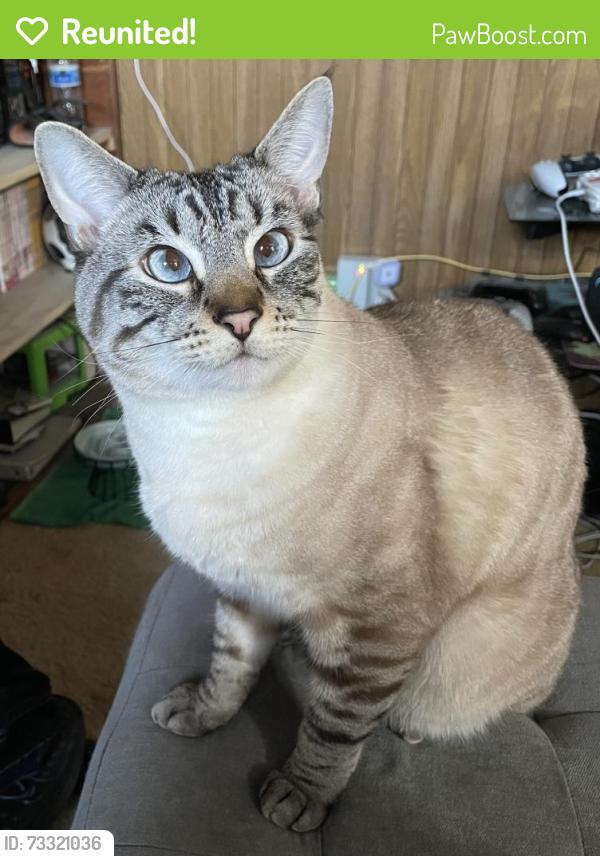 Reunited Male Cat last seen Camino Santo Domingo and Via Madonna, San Juan Capistrano, CA 92675