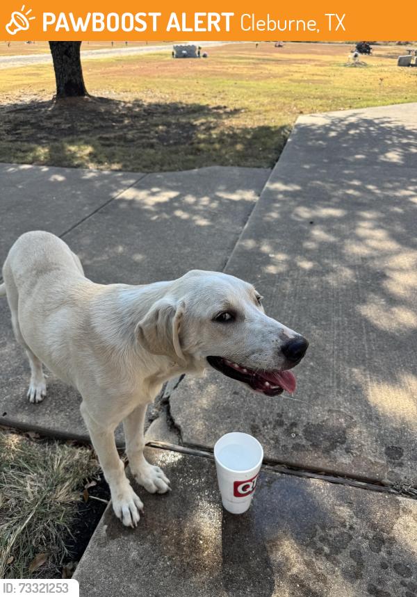 Found/Stray Female Dog last seen Greenacres cemetery on corner of Vaughn and 174, Cleburne, TX 76031