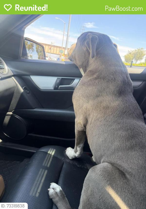 Reunited Female Dog last seen Nelson Avenue, City of Industry, CA 91744