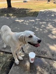 Found/Stray Female Dog last seen Greenacres cemetery on corner of Vaughn and 174, Cleburne, TX 76031
