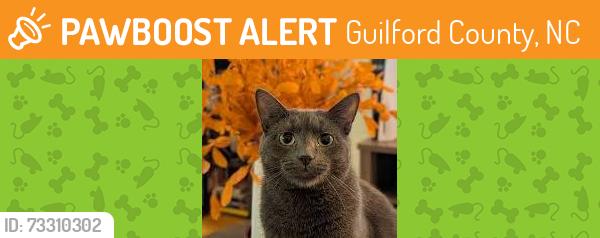 Found/Stray Unknown Cat last seen Hwy 62 W., Guilford County, NC 27317