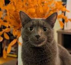 Found/Stray Unknown Cat last seen Hwy 62 W., Guilford County, NC 27317
