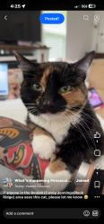 Lost Female Cat last seen Rock ridge ests, Bellview, FL 32526