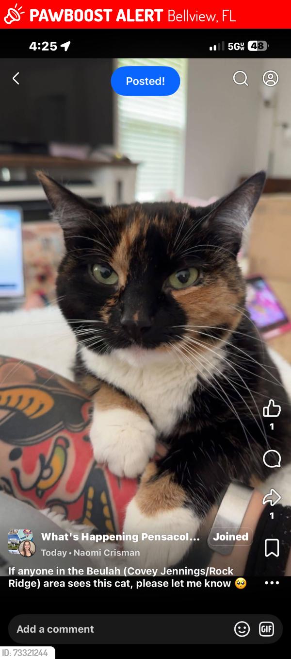Lost Female Cat last seen Rock ridge ests, Bellview, FL 32526