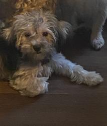 Lost Female Dog last seen Garfield Ave & Gallant St, Bell Gardens, CA 90201