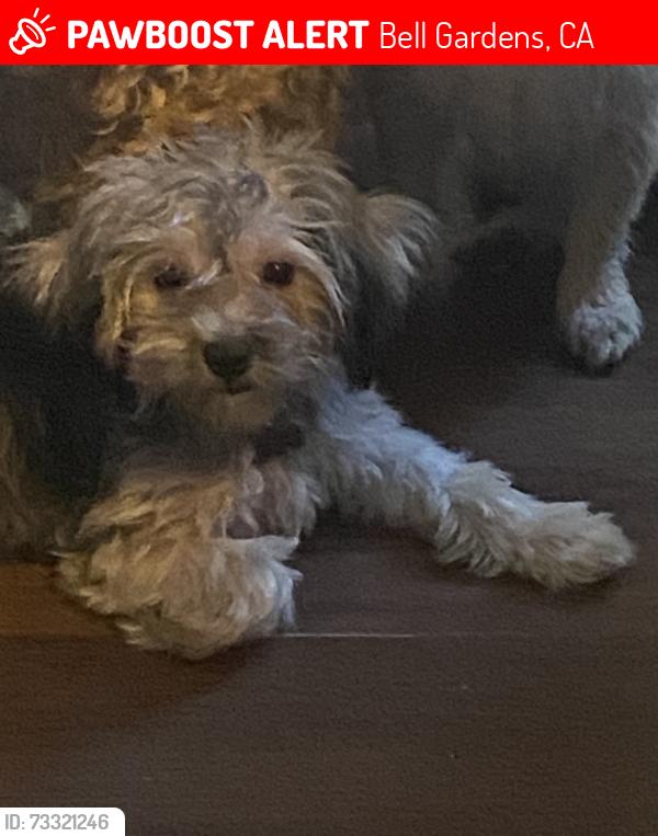 Lost Female Dog last seen Garfield Ave & Gallant St, Bell Gardens, CA 90201