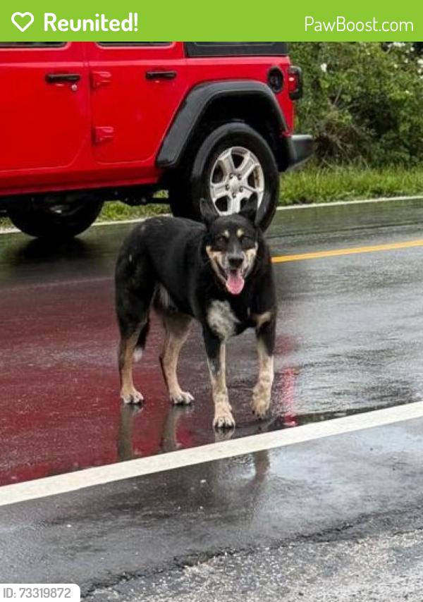 Reunited Male Dog last seen between sterling and griffin, Hollywood, FL 33312