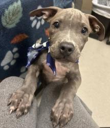 Shelter Stray Male Dog last seen Near Sherwood Dr, 75150, TX, 1650 Gross Rd, Mesquite, TX 75149, USA