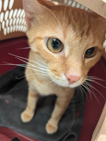 Shelter Stray Female Cat last seen Near Claire Drive SE, Atlanta, GA, 1251 Fulton Industrial Blvd NW, Atlanta, GA 30336, USA