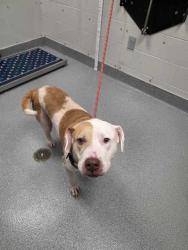 Shelter Stray Female Dog last seen Near Chiroy Way, Sevier County, TN, 1008 Old Knoxville Hwy, Sevierville, TN 37862, USA