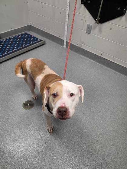 Shelter Stray Female Dog last seen Near Chiroy Way, Sevier County, TN, 1008 Old Knoxville Hwy, Sevierville, TN 37862, USA