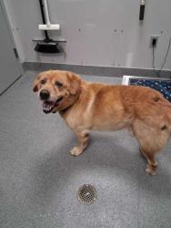 Shelter Stray Male Dog last seen Near Chiroy Way, Sevier County, TN, 1008 Old Knoxville Hwy, Sevierville, TN 37862, USA