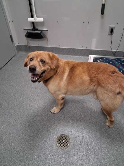 Shelter Stray Male Dog last seen Near Chiroy Way, Sevier County, TN, 1008 Old Knoxville Hwy, Sevierville, TN 37862, USA