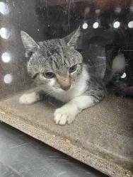 Shelter Stray Male Cat last seen Near King St, Sevier County ACO, TN, 1008 Old Knoxville Hwy, Sevierville, TN 37862, USA