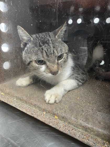 Shelter Stray Male Cat last seen Near King St, Sevier County ACO, TN, 1008 Old Knoxville Hwy, Sevierville, TN 37862, USA