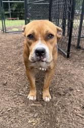 Shelter Stray Female Dog last seen Near Glenwood Ave 30316, 30316, GA, 3280 Chamblee Dunwoody Rd, Chamblee, GA 30341, USA