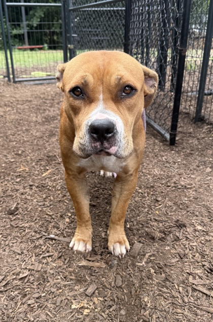 Shelter Stray Female Dog last seen Near Glenwood Ave 30316, 30316, GA, 3280 Chamblee Dunwoody Rd, Chamblee, GA 30341, USA