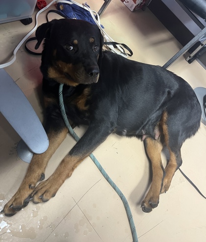 Shelter Stray Female Dog last seen , , GA, 3280 Chamblee Dunwoody Rd, Chamblee, GA 30341, USA