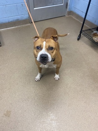 Shelter Stray Male Dog last seen Near SHELL BARK ROAD, 30035, GA, 3280 Chamblee Dunwoody Rd, Chamblee, GA 30341, USA
