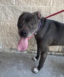 Shelter Stray Female Dog last seen Davis & Bear Creek, Keller, TX, 330 Rufe Snow Dr, Keller, TX 76248, USA