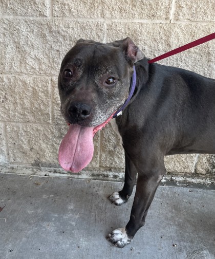 Shelter Stray Female Dog last seen Davis & Bear Creek, Keller, TX, 330 Rufe Snow Dr, Keller, TX 76248, USA