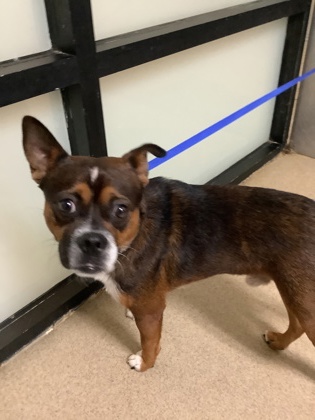 Shelter Stray Male Dog last seen Near E Lancaster Ave, Central District, TX, 355 Hillshire Dr, Haslet, TX 76052, USA