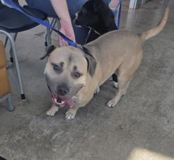 Shelter Stray Male Dog last seen Near Willard Rd, East District, TX, 355 Hillshire Dr, Haslet, TX 76052, USA