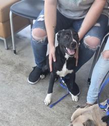 Shelter Stray Female Dog last seen Near Willard Rd, East District, TX, 355 Hillshire Dr, Haslet, TX 76052, USA