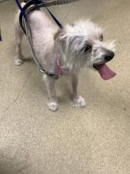 Shelter Stray Male Dog last seen Near Roberts Cut Off, North District, TX, 355 Hillshire Dr, Haslet, TX 76052, USA