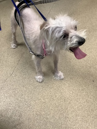 Shelter Stray Male Dog last seen Near Roberts Cut Off, North District, TX, 355 Hillshire Dr, Haslet, TX 76052, USA