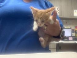 Shelter Stray Male Cat last seen Near W Felix, South District, TX, 355 Hillshire Dr, Haslet, TX 76052, USA