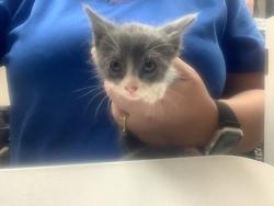 Shelter Stray Male Cat last seen Near W Felix, South District, TX, 355 Hillshire Dr, Haslet, TX 76052, USA
