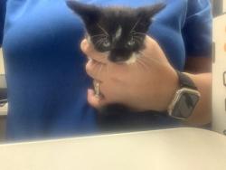 Shelter Stray Female Cat last seen Near W Felix, South District, TX, 355 Hillshire Dr, Haslet, TX 76052, USA