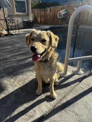 Found/Stray Male Dog last seen Airport road and El Centro, Sacramento, CA 95834