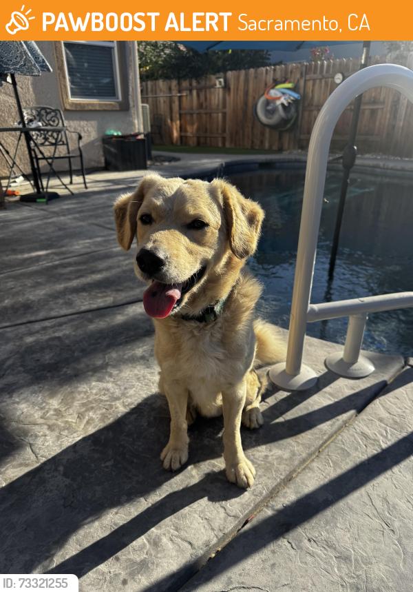 Found/Stray Male Dog last seen Airport road and El Centro, Sacramento, CA 95834
