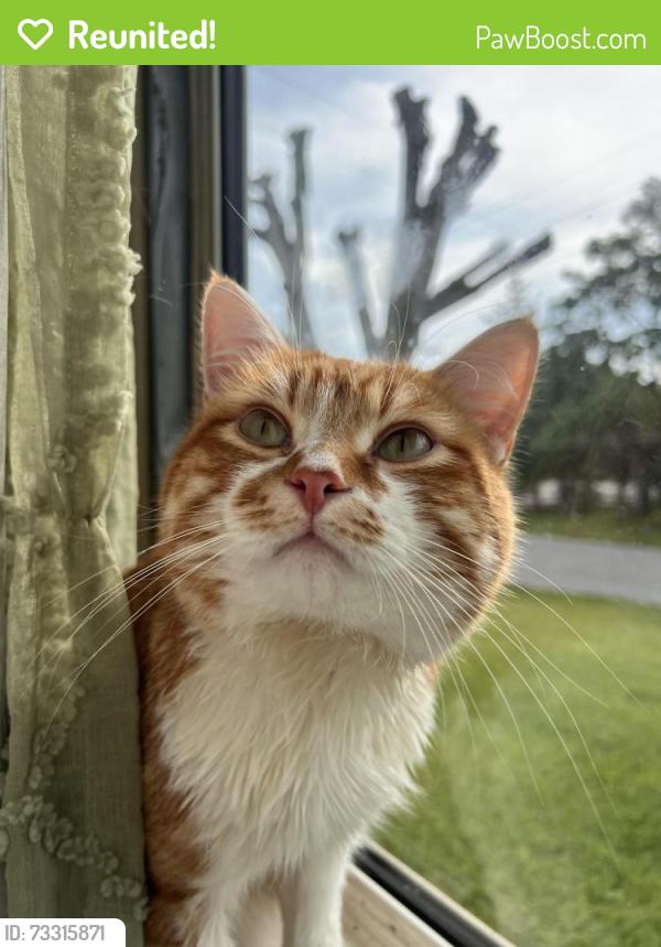 Reunited Male Cat last seen Near Warman and Ray St, Indianapolis, IN 46221