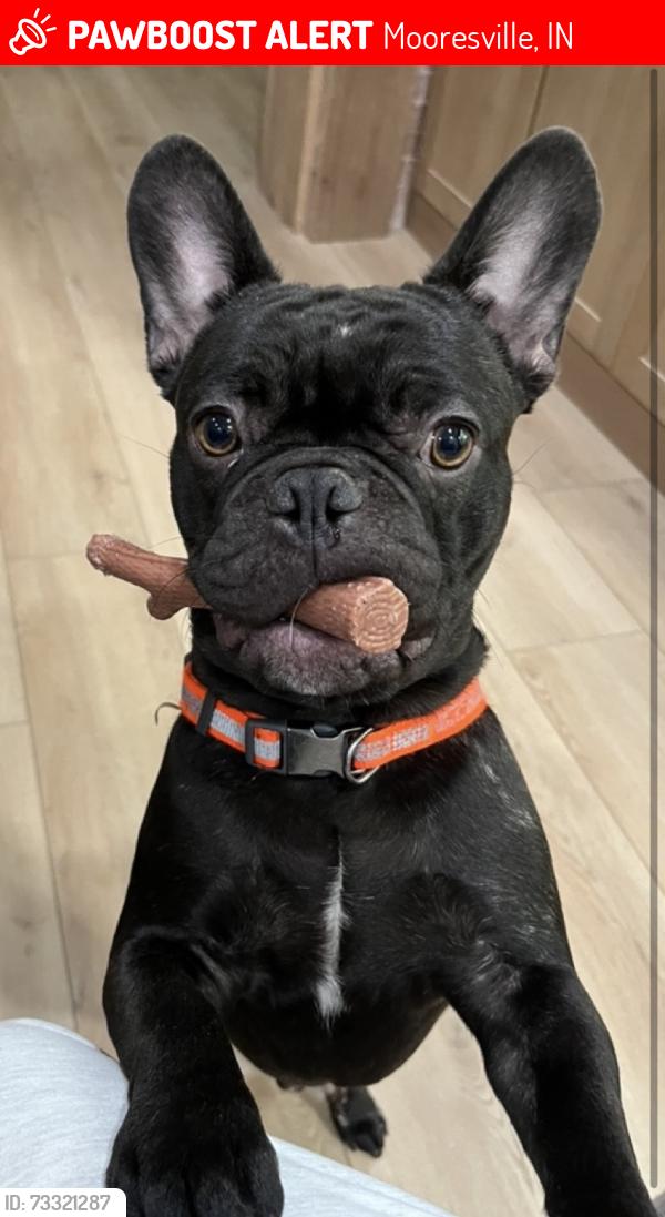 Lost Male Dog last seen 67/Bridge St, Mooresville, IN 46158