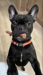 Lost Male Dog last seen 67/Bridge St, Mooresville, IN 46158