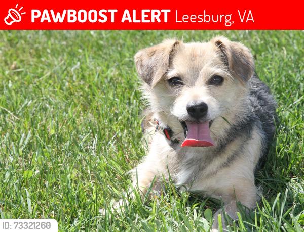 Lost Male Dog last seen Near loyalty rd and taylorstown rd, Leesburg, VA 20176