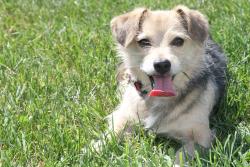 Lost Male Dog last seen Near loyalty rd and taylorstown rd, Leesburg, VA 20176