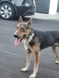 Found/Stray Male Dog last seen Lombardy Blvd and Alhambra Ave, Los Angeles, CA 90032
