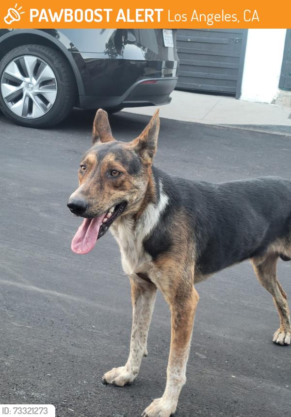 Found/Stray Male Dog last seen Lombardy Blvd and Alhambra Ave, Los Angeles, CA 90032