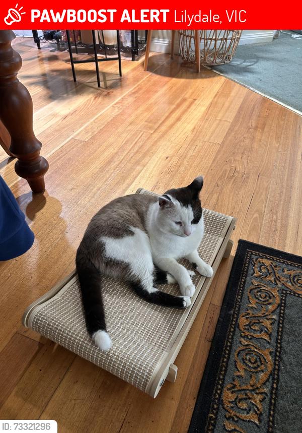 Lost Male Cat last seen Bravo Court in Lilydale, Lilydale, VIC 3140